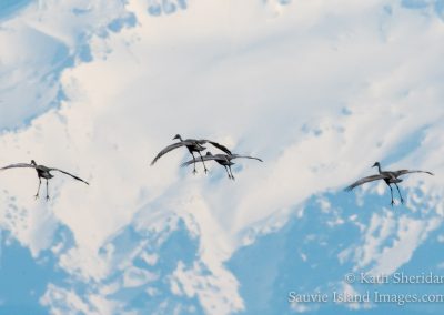 sandhill cranes fly past mt hood