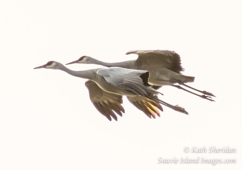 sandhill crane pair