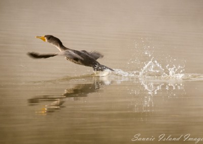Cormorant taking flight