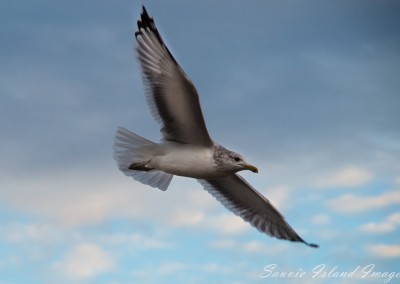 soaring_seagul