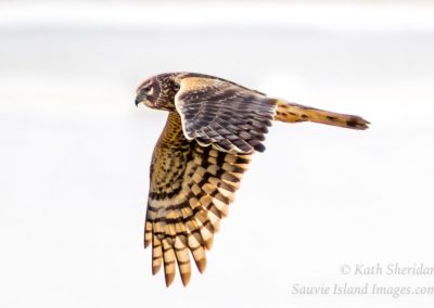 northern-harrier-hunting