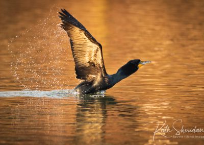morning cormorant
